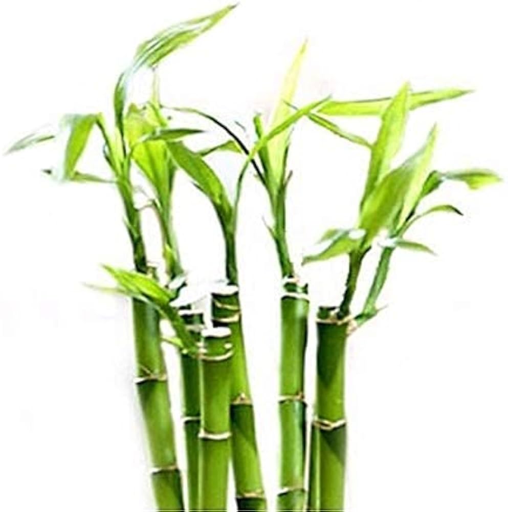 Bamboo Leaf