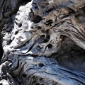 Driftwood