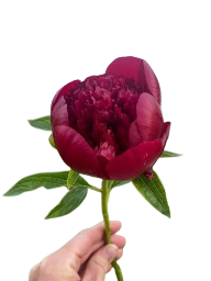 Peony
