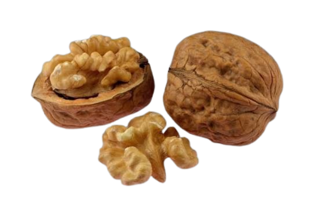 Walnut